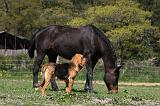 SAINT HUBERT ET CHEVAL 048